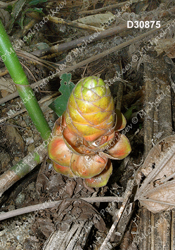 Spiral Ginger (Costus scaber)